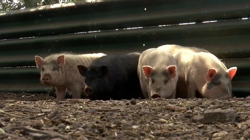 Vijf tamme hangbuikzwijntjes waarschijnlijk gedumpt in Meerdaalwoud