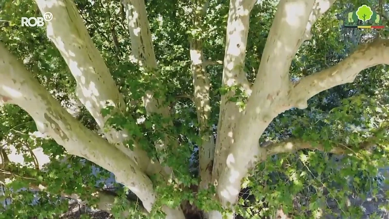 Wordt de Ymeriaplataan in Wijgmaal de Boom van het Jaar?