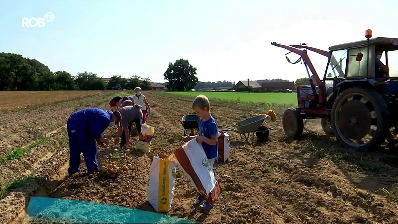 Zelf aardappelen rapen in Kortenaken is een succes