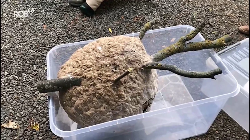Eerste nest hoornaars verwijderd in Leuven