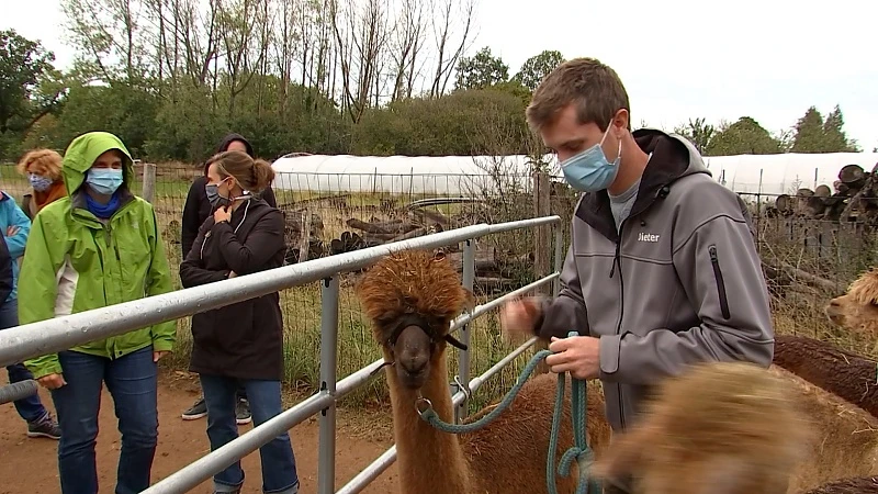 Alpacawandelingen steeds populairder, merkt ook Alpaka uit Kessel-Lo