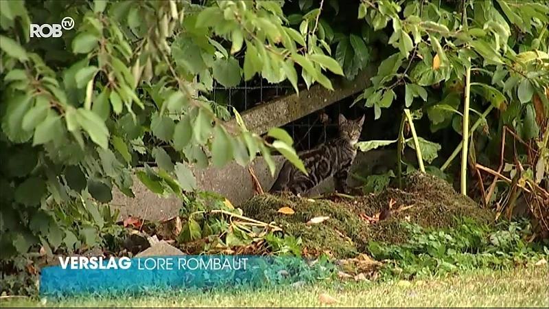 Tienen lanceert voederpas voor zwerfkatten