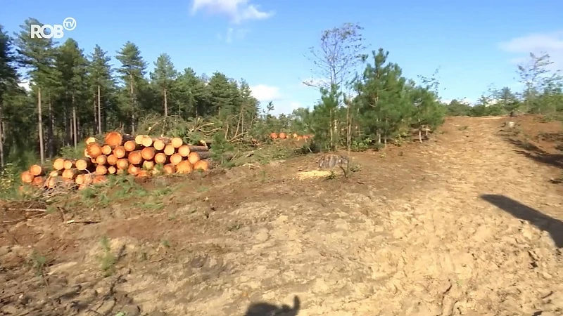 Natuurpunt pakt Averbode Bos en Heide aan maar daar sneuvelen wel heel wat bomen voor