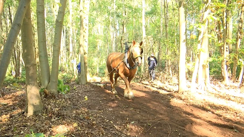 Sociale onderneming De Winning onderhoudt bos in Diest met trekpaarden