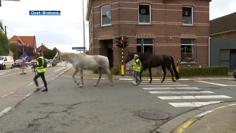 Paard dat regio doorkruiste voor operatie gestorven aan syndroom van Wobbler