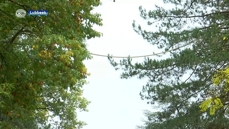 Eekhoornbruggen in Lubbeek helpen diertjes om straat veilig over te steken