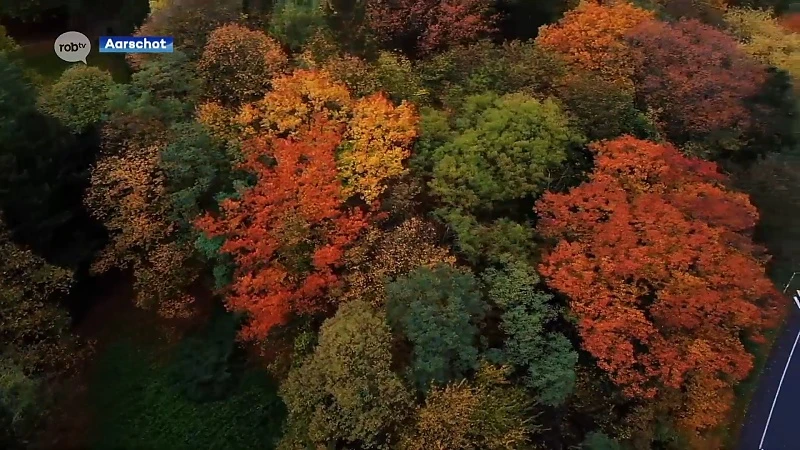 Aarschottenaar Rik Terlyn trakteert ons op mooie herfsttaferelen vanuit de lucht