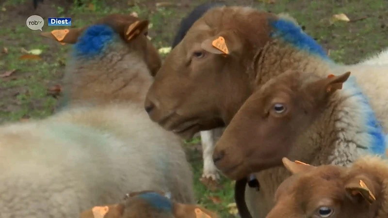 Schapenhouder doet oproep na 8 doodgebeten schapen