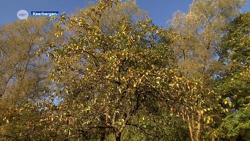 Keerbergen krijgt voedselbos met eetbare planten en kruiden