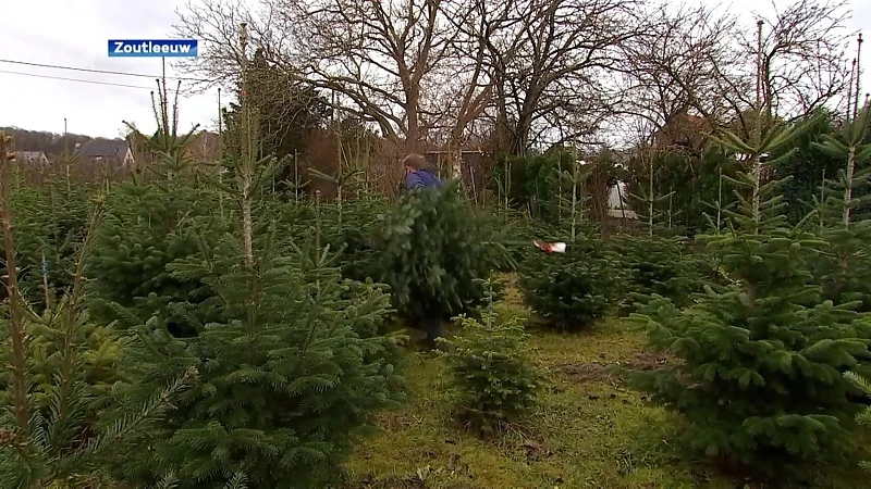 Kerstbomen vliegen de deur uit: "Al meer kerstbomen verkocht dan normaal op een heel seizoen"