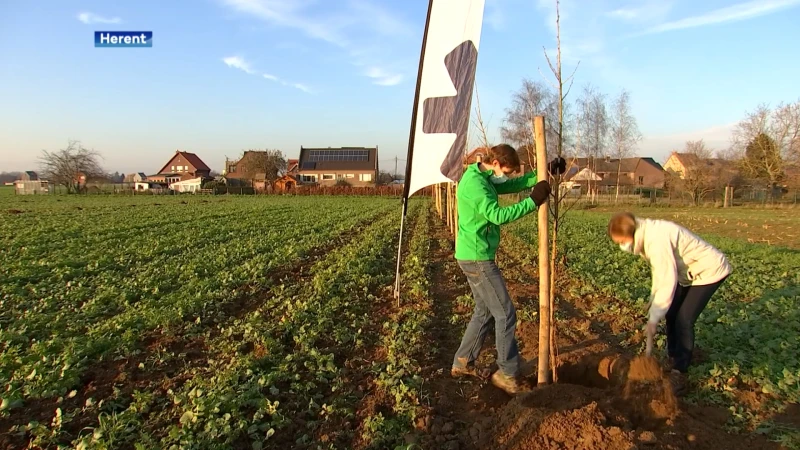 Herent heeft proefperceel voor boslandbouw: bomen en struiken staan er op zelfde stuk grond als landbouwgewassen