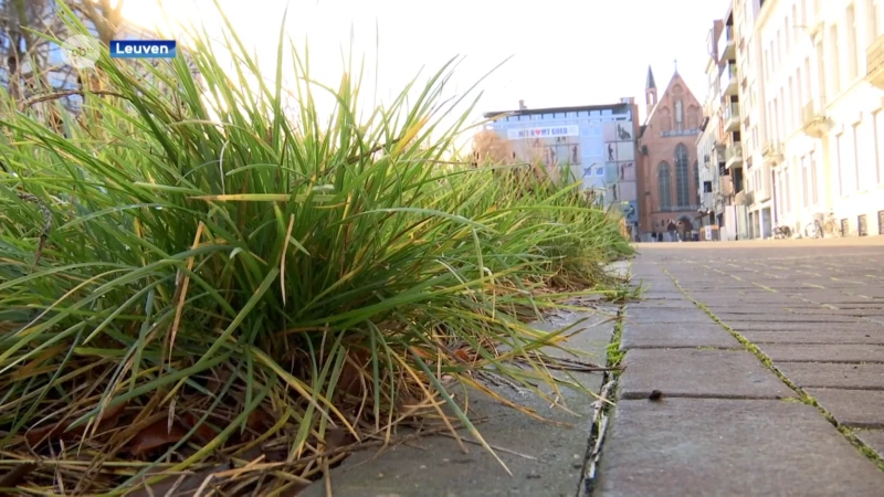 Stad Leuven start met campagne om meer regenwater in de bodem te krijgen