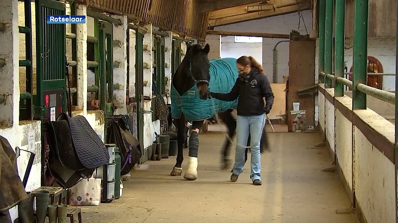 Grote liefde: Mieke uit Rotselaar redt paard van euthanasie en betaalt peperdure operatie