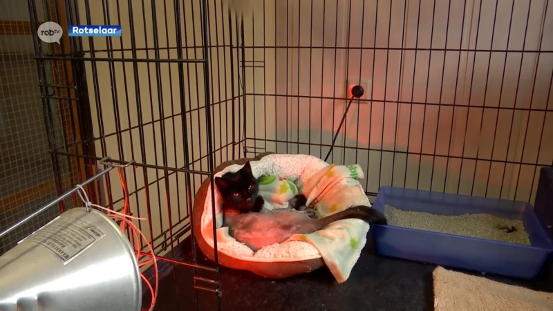 Kattenbeul aan het werk in Rotselaar? Kat vol brandwonden nadat ze overgoten werd met bijtend product
