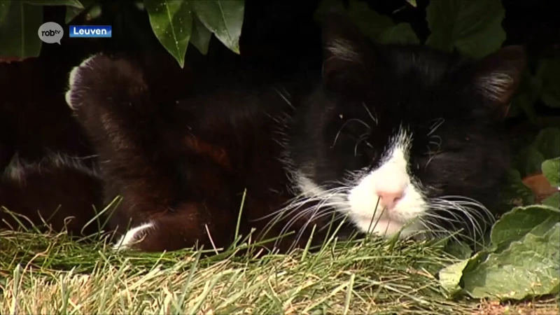 43 Leuvenaars krijgen voederpas om zwerfkatten gecontroleerd eten te geven