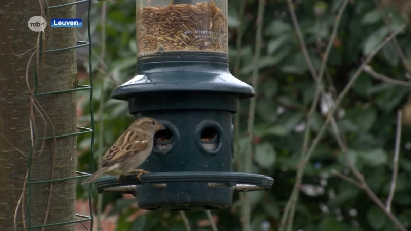 Mussen en pimpelmezen spotten in de tuin tijdens het vogeltelweekend: "Ik ken ze nog niet allemaal, maar wel de meeste"
