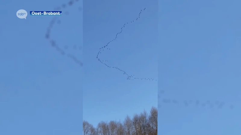 Kraanvogels trekken onze regio over, maar hoe herken je ze?