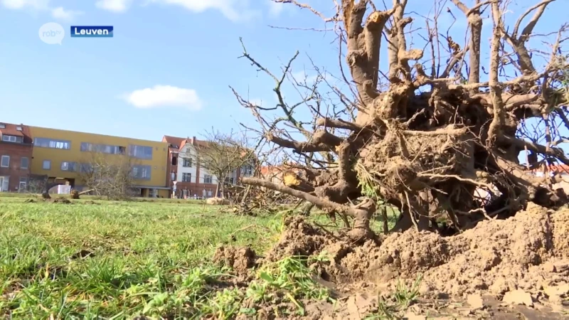 65 bomen weggehaald aan Philipssite omdat ze er niet groeien