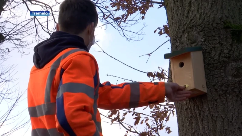 Gemeente Tremelo hangt 50 nestkastjes op in strijd tegen processierups