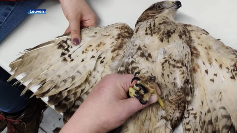 In Wijgmaal snijden onbekenden de slag-en staartpennen van een buizerd af