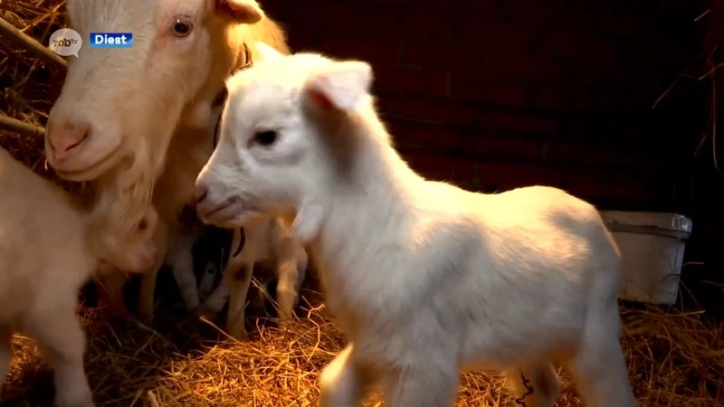 Uitzonderlijk: vierling geboren uit zeldzame Kempense geit
