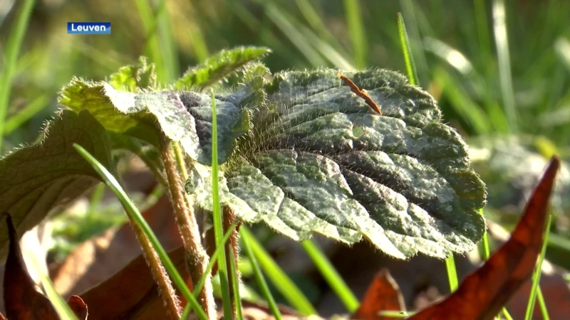 De tuinrangers moeten de Leuvense tuinen leefbaar maken voor mens en dier: 'Ik ben een crazy plantlady'