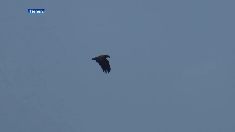 Zeldzame zeearend gespot in Oplinter