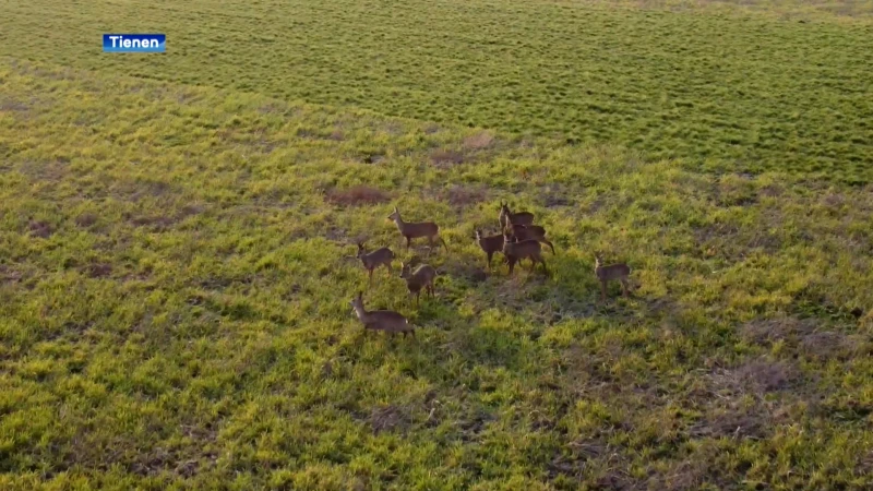 14-jarige Lander uit Oplinter maakt prachtige dronebeelden van reeën