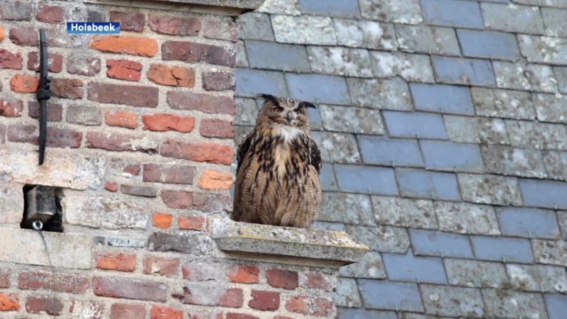 Schitterende nieuwe beelden van oehoe aan Kasteel van Horst
