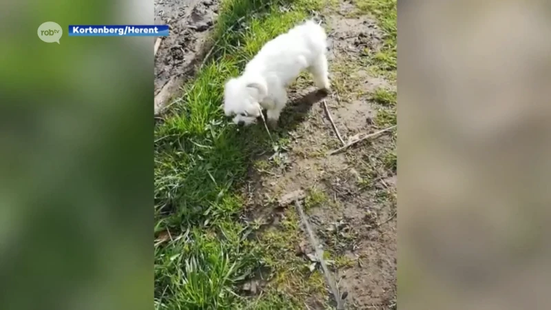 Minstens twee honden vergiftigd in Herent en Kortenberg, één dier overleden: "Hoop dat je het niet moet meemaken"