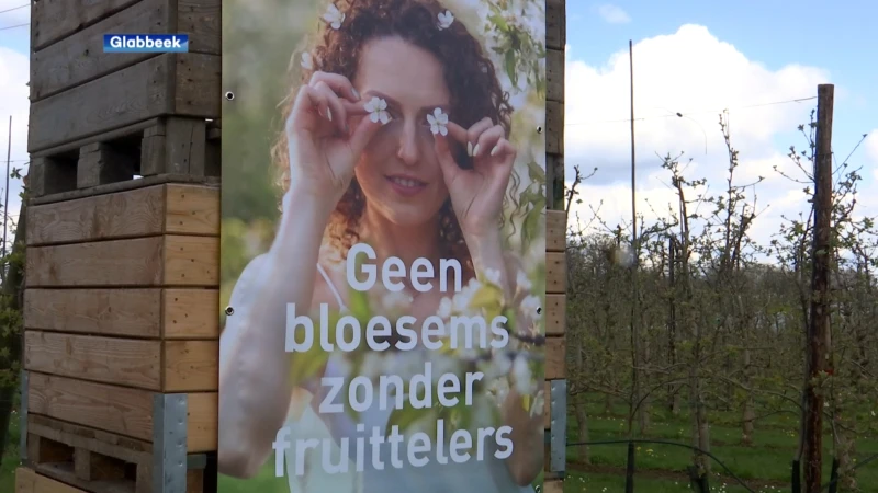 Fruitboeren vragen meer waardering voor hun werk en producten: "Geen bloesems zonder fruittelers"