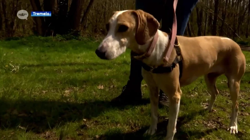 Een zoektocht met je hond? Het kan in Tremelo!