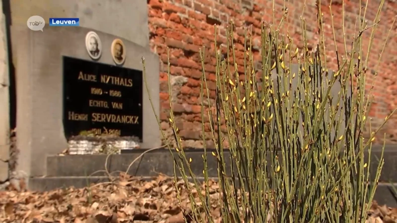 Leuven experimenteert met plantenlaboratorium op stadsbegraafplaats