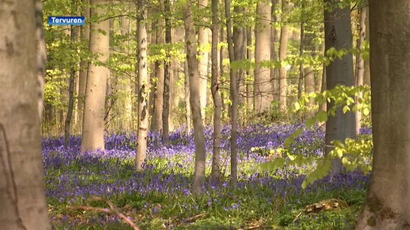 Vergeet het Hallerbos, ook Tervuren heeft een uniek blauwpaars tapijt