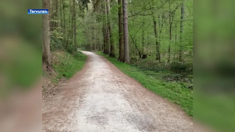 SCHATTIG: Jonge everzwijntjes steken bosweg over in Tervuren