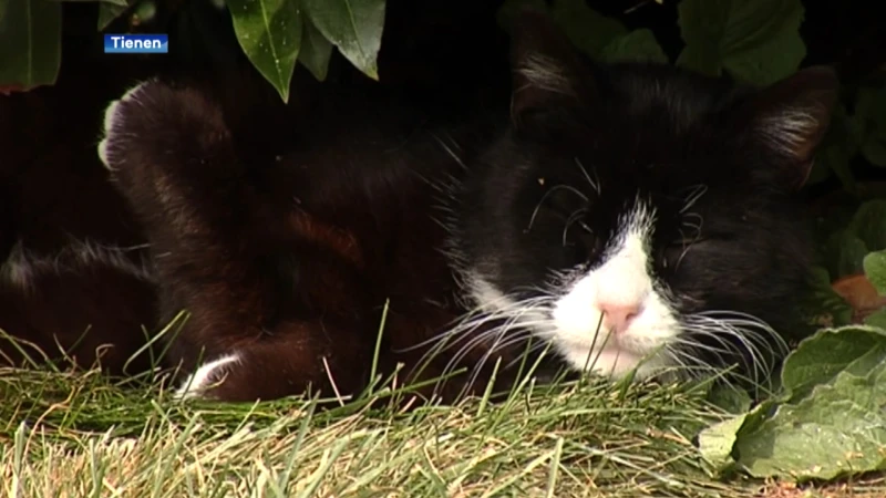 Stad Tienen doet een oproep om zwerfkatten te melden aan het dierenasiel