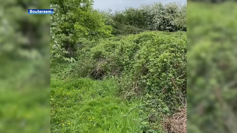 Zeldzame ringslang duikt op in boomgaard in Boutersem