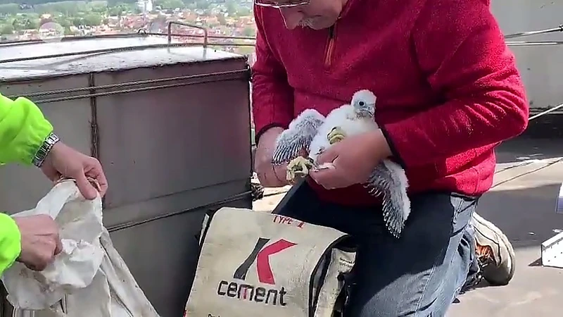Schattig: baby slechtvalken worden uit hun nestje gehaald om geringd te worden