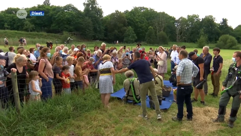 Subliem: babyborrel voor ooievaars in Diest lokt veel toeschouwers
