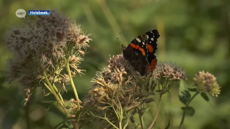 Oproep Natuurpunt: tel jij mee vlinders in je tuin?