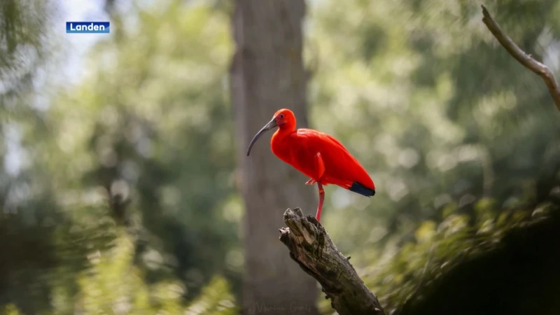 Rode Ibis verkiest Landen boven Planckendael