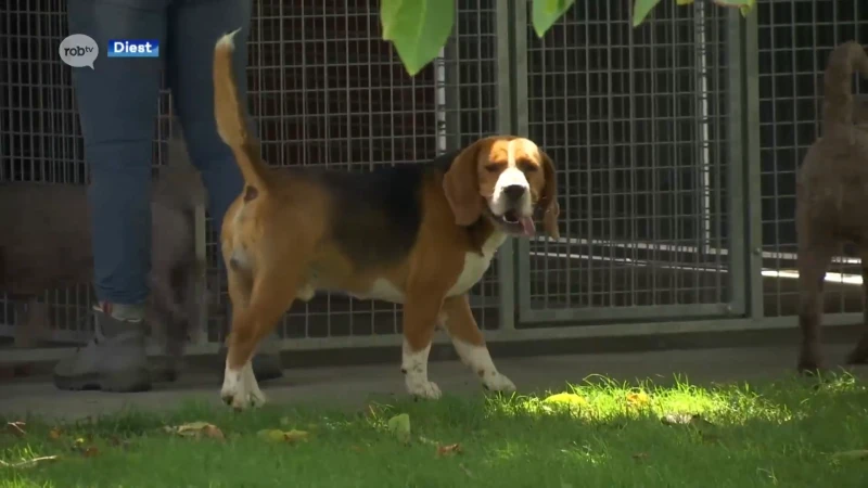 Hondenhotels in onze regio drukker dan ooit tevoren: veel reizen en lockdownpups