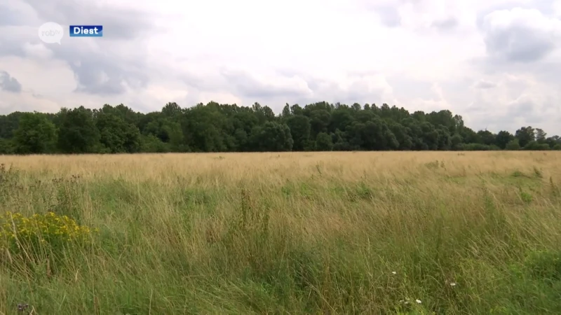 Stad Diest geeft goedkeuring voor nieuw bos: Agentschap Natuur & Bos gaat 14.000 loofbomen planten