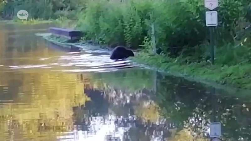 SCHATTIG: Bever voelt zich helemaal thuis in ondergelopen Stationsstraat in Oud-Heverlee