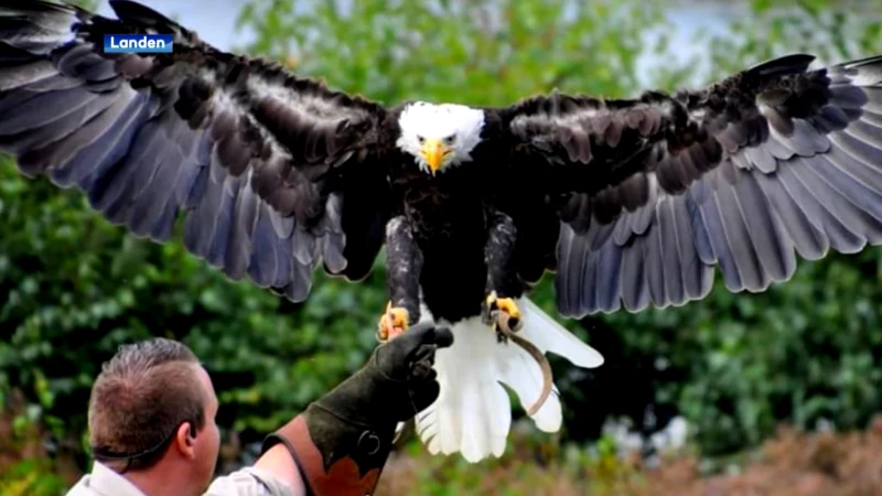 Iemand een Amerikaanse zeearend gezien boven Landen? Politie zoekt ontsnapte vogel