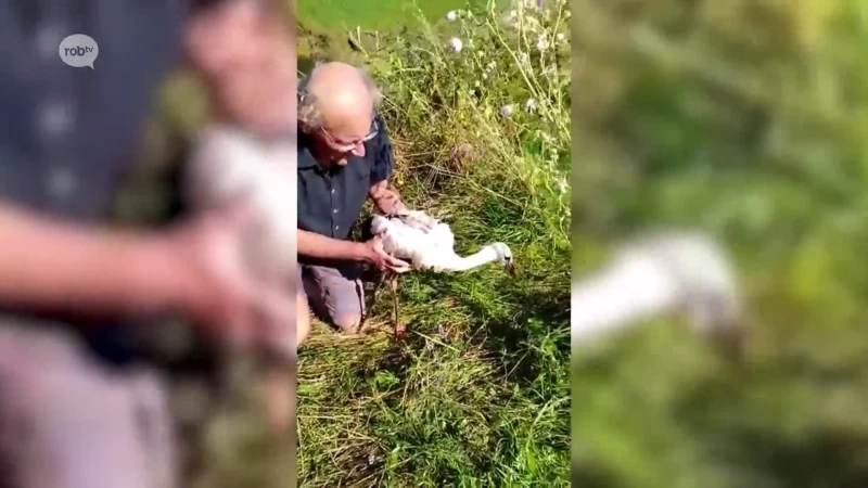 Ooievaarsjongen in Webbekoms Broek gered door omstaanders na val uit nest