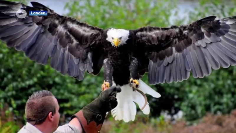 Duitse valkenier op zoek naar zeearend in Landen, maar vogel blijft spoorloos