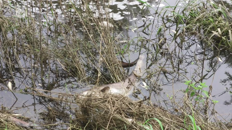 Enorm veel dode vissen in onze regio door zuurstofgebrek in water na overstromingen van vorige weken