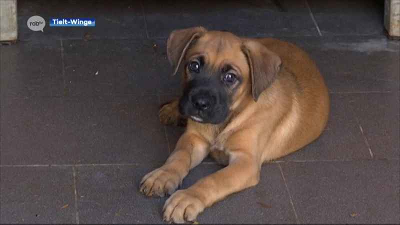 Dierenvoedselbank in Tielt-Winge, Diest en Aarschot zoekt vrijwilligers