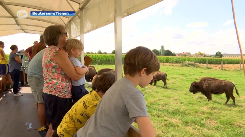 Originele uitstap: met de huifkar op pad tussen de bizons in Boutersem